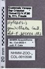 Etiketten zu Hylodesis jenilillata (NHMW-ZOO-COL-0010596)